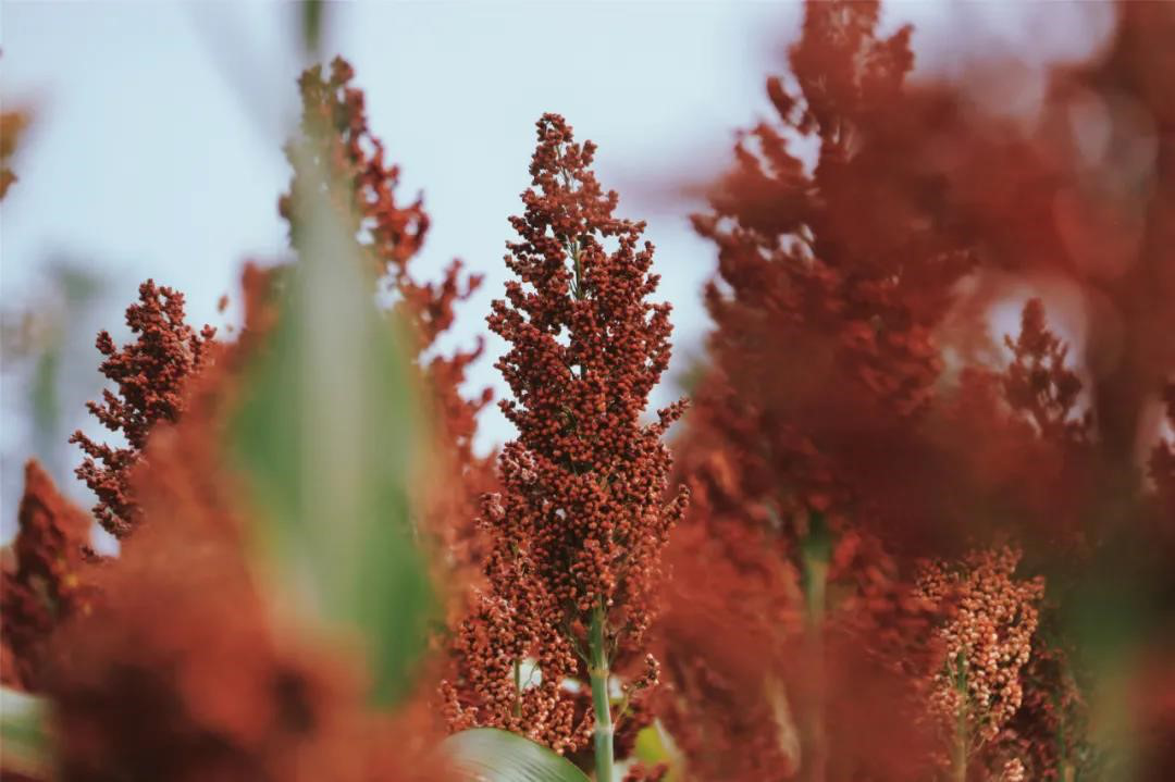 1636681597805822.png 图片1.png